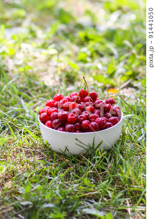 Fresh ripe sweet summer berries. Red wet cherries in a transparent vase on tree stump outdoors. Cherry fruits in summer park. Fresh ripe sweet summer berries. Red wet cherries in a transparent vase on tree stump outdoors. Cherry fruits in summer park. 91441050