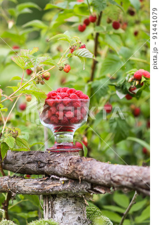 Fresh ripe sweet summer berries. Red wet cherries in a transparent vase on tree stump outdoors. Cherry fruits in summer park. 91441079