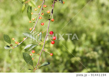 Cherries in summer park Cherries in summer park 91441194