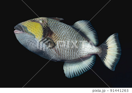 ゴマモンガラ 91441263