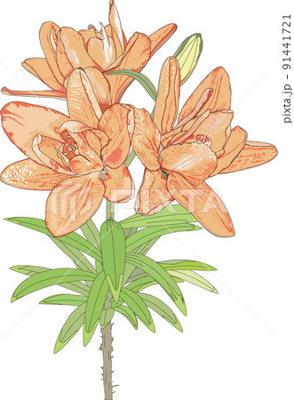 春の花、オレンジの百合 91441721