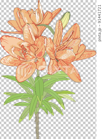 春の花、オレンジの百合 91441721