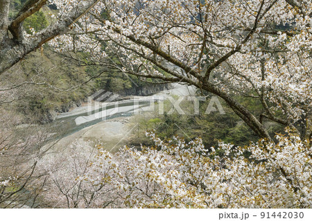 春の丹波川　山梨県　丹波山村　4月 91442030