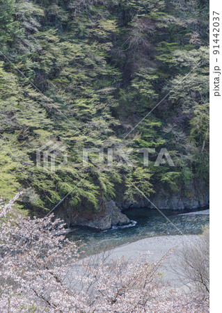 春の丹波川 山梨県 丹波山村 4月 春の丹波川 山梨県 丹波山村 4月 91442037