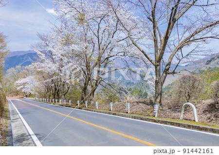 桜咲く奥多摩周遊道路　4月　春 91442161
