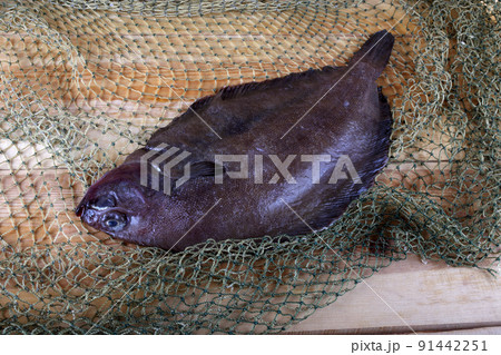 Flathead sole (Hippoglossoides elassodon) on net Flathead sole (Hippoglossoides elassodon) on net 91442251