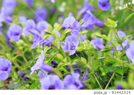 スーパートレニア・カタリーナ　（ブルーリバー） 91442314