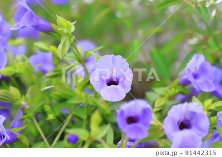 スーパートレニア・カタリーナ　（ブルーリバー） 91442315