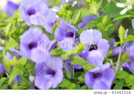 スーパートレニア・カタリーナ　（ブルーリバー） 91442318