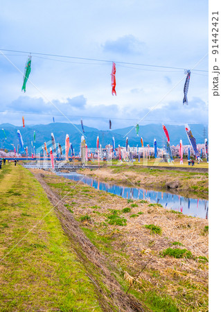 満開の桜と相川を泳ぐ鯉のぼり｜岐阜県不破郡垂井町 91442421
