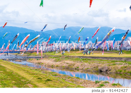 満開の桜と相川を泳ぐ鯉のぼり｜岐阜県不破郡垂井町 91442427