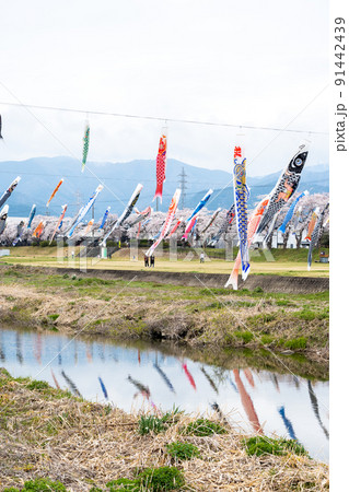 満開の桜と相川を泳ぐ鯉のぼり｜岐阜県不破郡垂井町 91442439