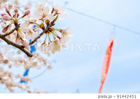 満開の桜と相川を泳ぐ鯉のぼり｜岐阜県不破郡垂井町 91442451
