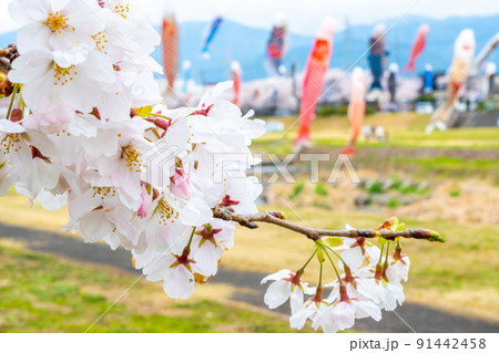 満開の桜と相川を泳ぐ鯉のぼり｜岐阜県不破郡垂井町 91442458