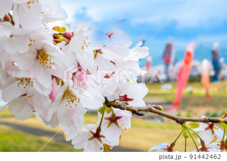 満開の桜と相川を泳ぐ鯉のぼり｜岐阜県不破郡垂井町 91442462