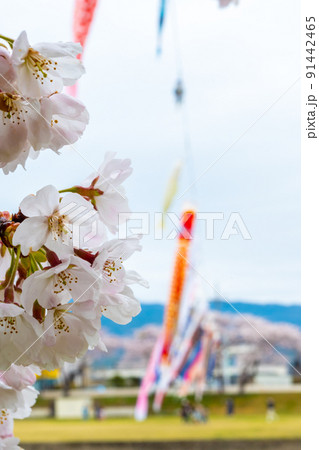 満開の桜と相川を泳ぐ鯉のぼり｜岐阜県不破郡垂井町 91442465