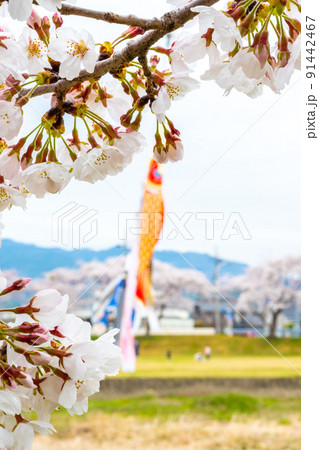 満開の桜と相川を泳ぐ鯉のぼり｜岐阜県不破郡垂井町 91442467
