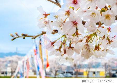 満開の桜と相川を泳ぐ鯉のぼり｜岐阜県不破郡垂井町 91442471