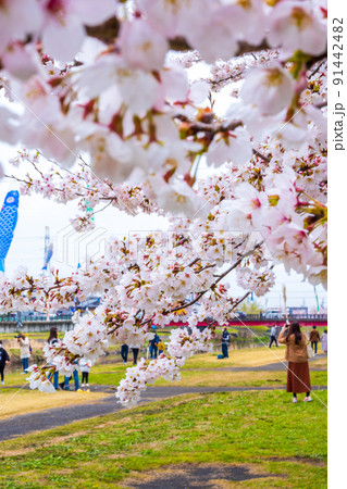 満開の桜と相川を泳ぐ鯉のぼり｜岐阜県不破郡垂井町 91442482