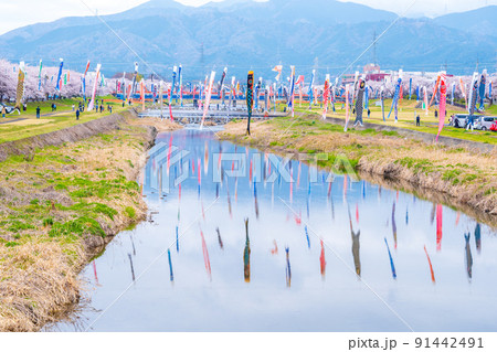 満開の桜と相川を泳ぐ鯉のぼり｜岐阜県不破郡垂井町 91442491