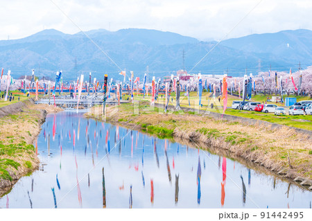 満開の桜と相川を泳ぐ鯉のぼり|岐阜県不破郡垂井町 満開の桜と相川を泳ぐ鯉のぼり|岐阜県不破郡垂井町 91442495