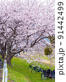 相川沿いの満開の桜と自転車｜岐阜県不破郡垂井町 91442499