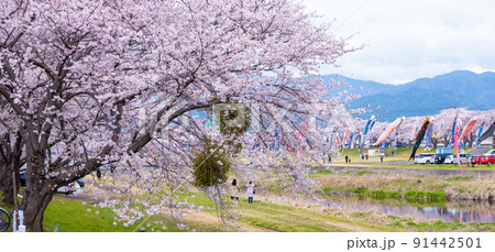 満開の桜と相川を泳ぐ鯉のぼり|岐阜県不破郡垂井町 満開の桜と相川を泳ぐ鯉のぼり|岐阜県不破郡垂井町 91442501