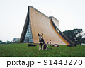 東海大学 犬 狗 91443270