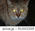 夜の猫 91443309