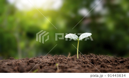 The seedlings grow from fertile soil and the morning sun shines. Ecology and ecological balance concept. 91443634