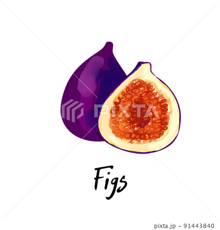 Illustration of a figs isolated on a white 91443840