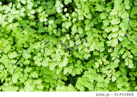 植物、繊細な観葉植物のアジアンタム　窓辺に吊す初夏のハンギング 91443868