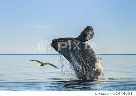 Southern right whale,jumping behavior, , Patagonia, Argentina Southern right whale,jumping behavior, , Patagonia, Argentina 91444651