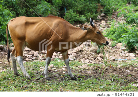 The female red cow in nature garden 91444801