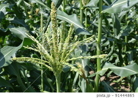収穫前のトウモロコシと陽当り 91444865