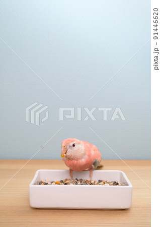 アキクサインコ 91446620
