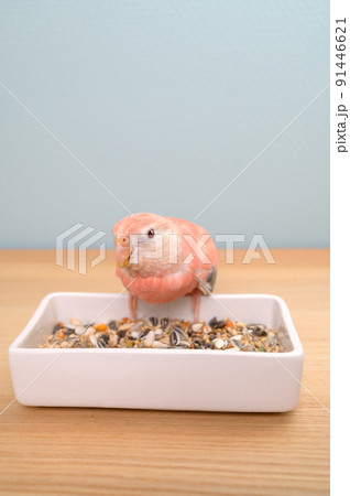 アキクサインコ アキクサインコ 91446621