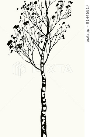 Birch. Vector drawing black pattern 91446917
