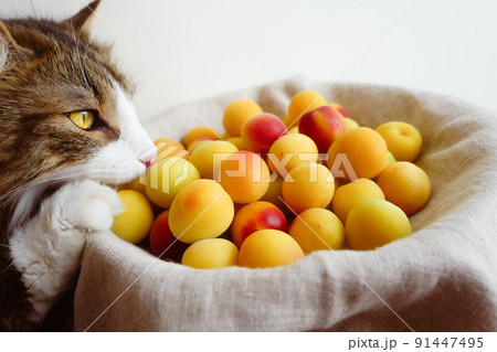 いい香りの黄色い南高梅の匂いを嗅ぐノルウェージャンフォレストキャット 91447495