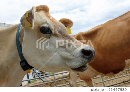 Guernsey cow head and shoulders Guernsey cow head and shoulders 91447920
