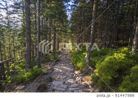 A forest in the Western Tatras in the afternoon. Myslenickie Turnie nearby. A forest in the Western Tatras in the afternoon. Myslenickie Turnie nearby. 91447986