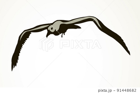 Seagull in flight. Vector drawing 91448682