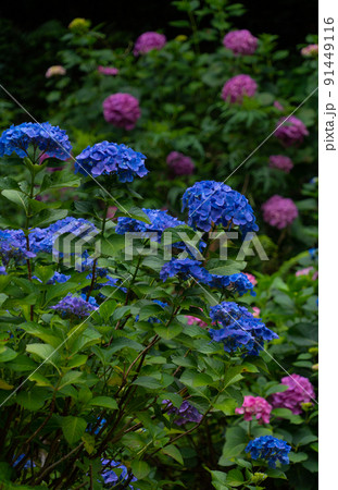 アジサイの花 和歌山県岩出市緑化センターの写真素材 アジサイの花 和歌山県岩出市緑化センターの写真素材