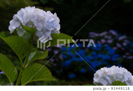 アジサイの花　和歌山県岩出市緑化センター 91449118