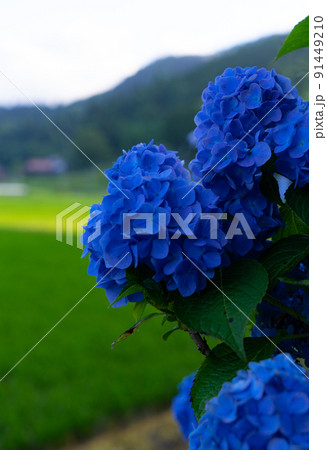 アジサイの花 和歌山県伊都郡かつらぎ町天野 アジサイの花 和歌山県伊都郡かつらぎ町天野 91449210