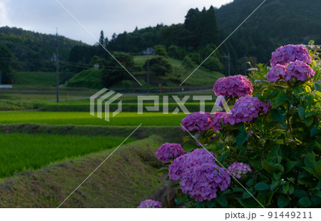アジサイの花　和歌山県伊都郡かつらぎ町天野 91449211