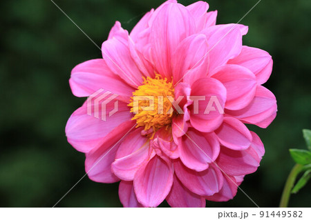 花 フラワー お花 91449582