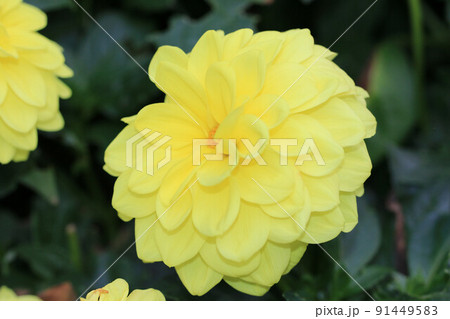 花 フラワー お花 91449583