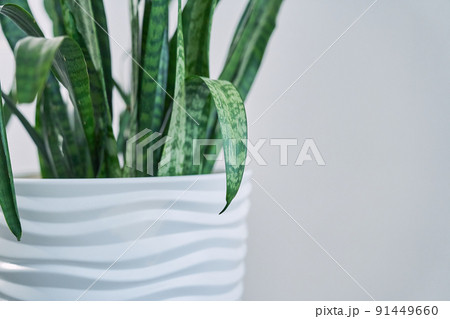 Indoor plant Sansevieria trifasciata in a white ceramic pot on a light background in a minimalist style close-up. With space to copy. High quality photo Indoor plant Sansevieria trifasciata in a white ceramic pot on a light background in a minimalist style close-up. With space to copy. High quality photo 91449660
