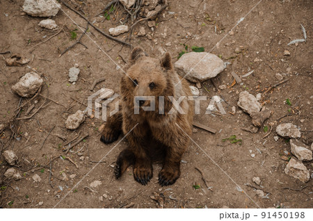Bear sits on the ground in the forest 91450198